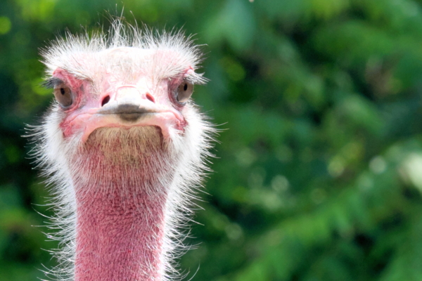 Zu den Termin vom Förderverein der Freunde der Hauptstadtzoos